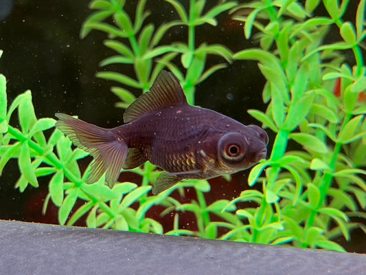 Schleierschwanz Black Moor Carassius auratus  ca. 4 cm