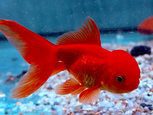 Schleierschwanz Goldfisch Oranda Rot Carassius auratus 7-7,5 cm