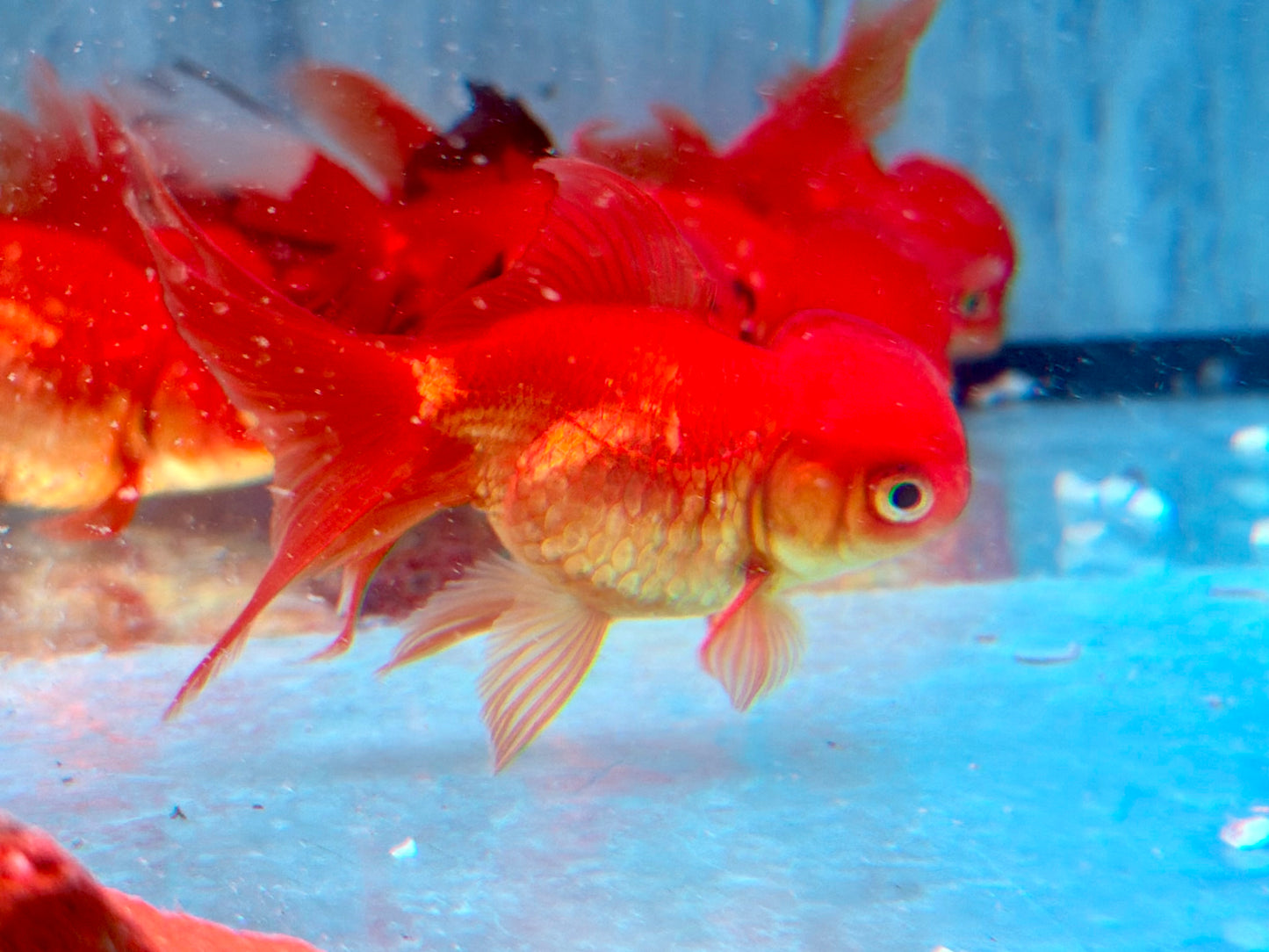 Schleierschwanz Goldfisch Oranda Rot Carassius auratus 7-7,5 cm