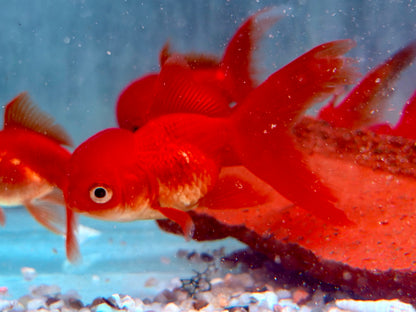Schleierschwanz Goldfisch Oranda Rot Carassius auratus 7-7,5 cm