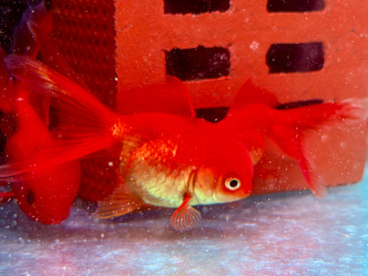 Schleierschwanz Goldfisch Oranda Rot Carassius auratus 7-7,5 cm