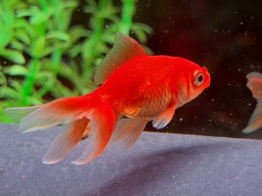Schleierschwanz Goldfisch Rot Carassius auratus ca. 4 cm