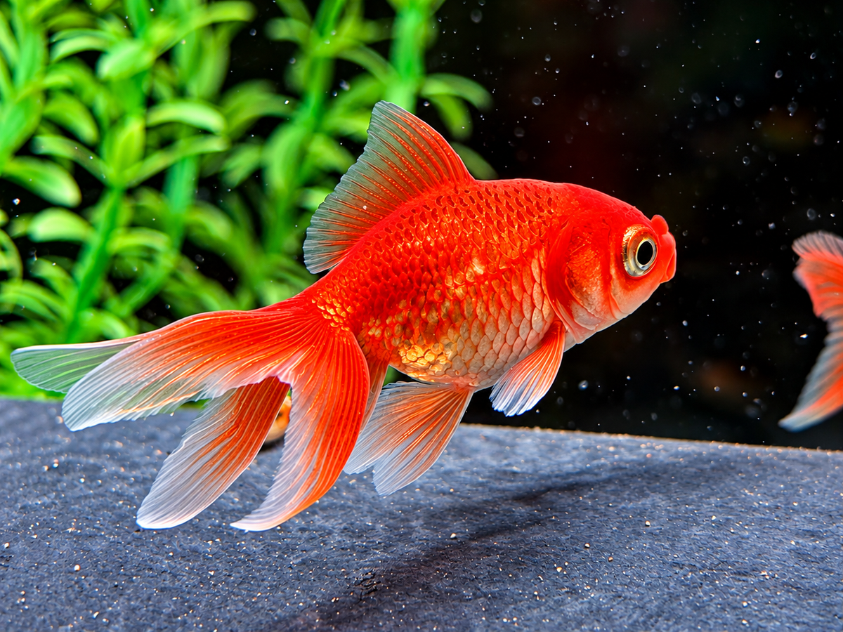 Schleierschwanz Goldfisch Rot Carassius auratus ca. 4 cm
