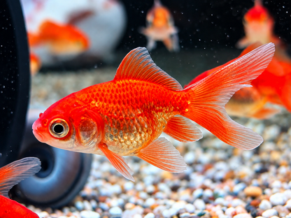 Schleierschwanz Goldfisch Rot Carassius auratus ca. 4 cm