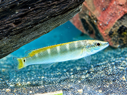 Schmalkopf Hechtbuntbarsch Crenicichla compressiceps 6-7 cm
