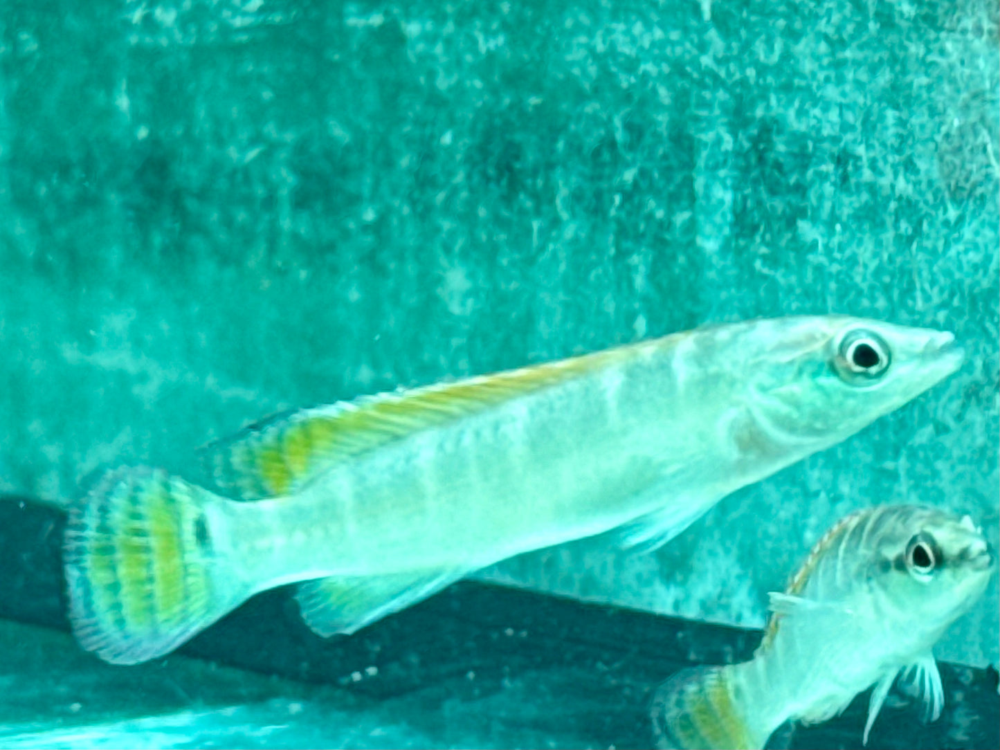 Schmalkopf Hechtbuntbarsch Crenicichla compressiceps 5-6 cm