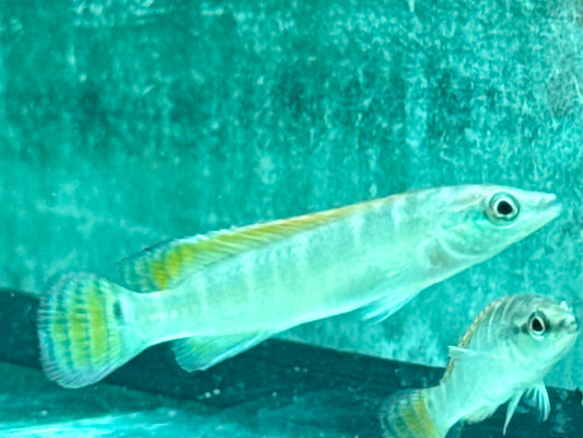 Schmalkopf Hechtbuntbarsch Crenicichla compressiceps 5-6 cm