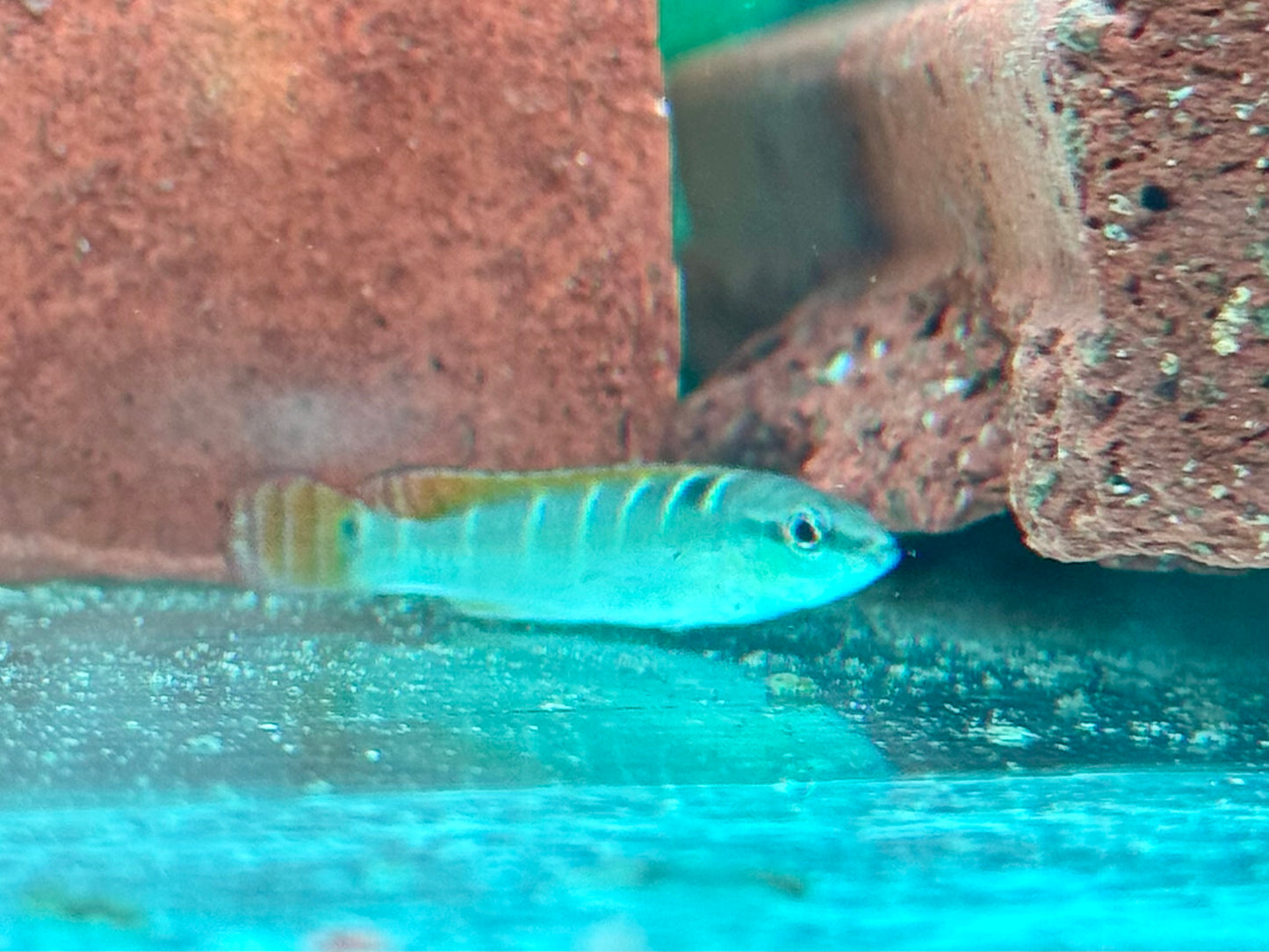 Schmalkopf Hechtbuntbarsch Crenicichla compressiceps 5-6 cm