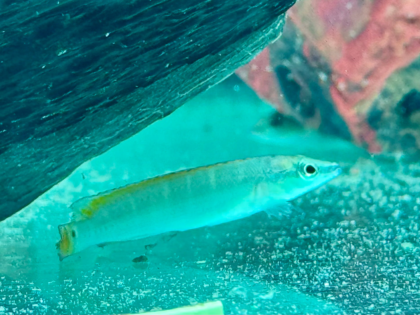 Schmalkopf Hechtbuntbarsch Crenicichla compressiceps 5-6 cm