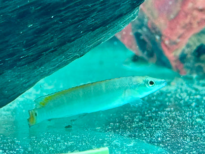 Schmalkopf Hechtbuntbarsch Crenicichla compressiceps 5-6 cm