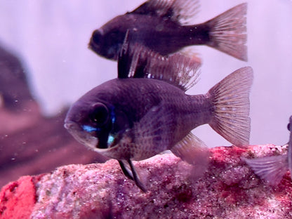 Schmetterlingsbuntbarsch Black Devil Microgeophagus ramirezi