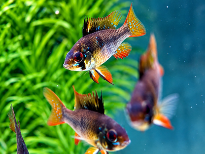 Schmetterlingsbuntbarsch Black Devil Microgeophagus ramirezi