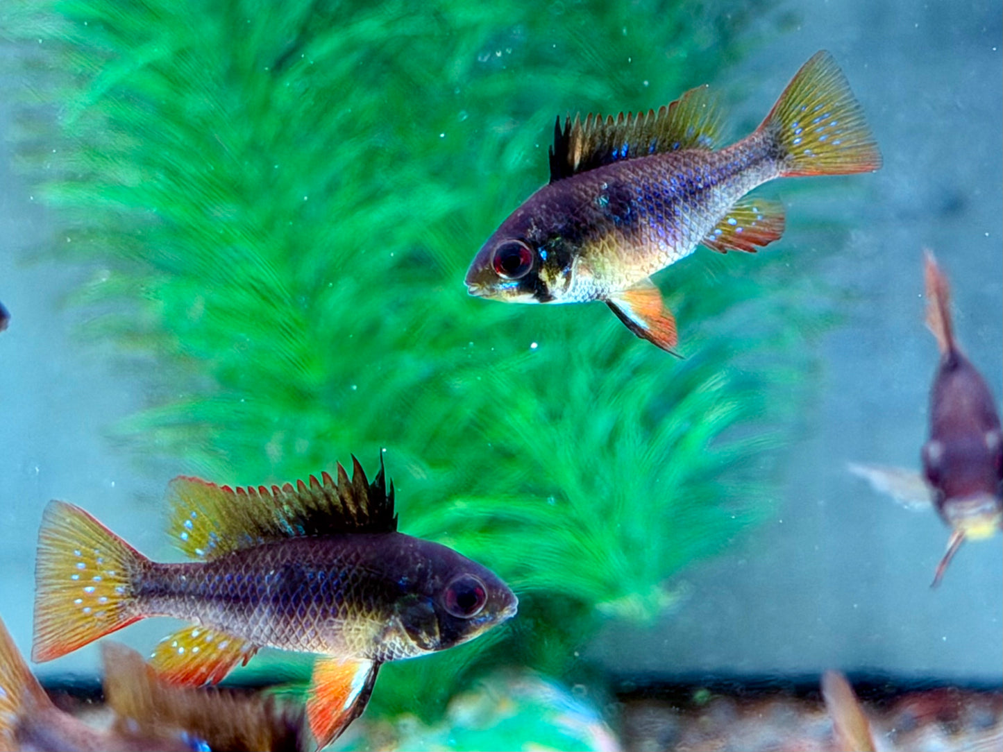 Schmetterlingsbuntbarsch Black Devil Microgeophagus ramirezi