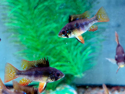 Schmetterlingsbuntbarsch Black Devil Microgeophagus ramirezi