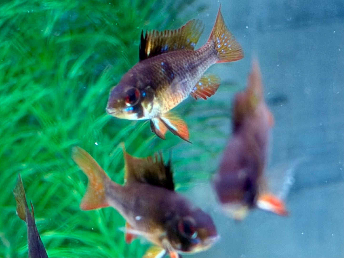 Schmetterlingsbuntbarsch Black Devil Microgeophagus ramirezi