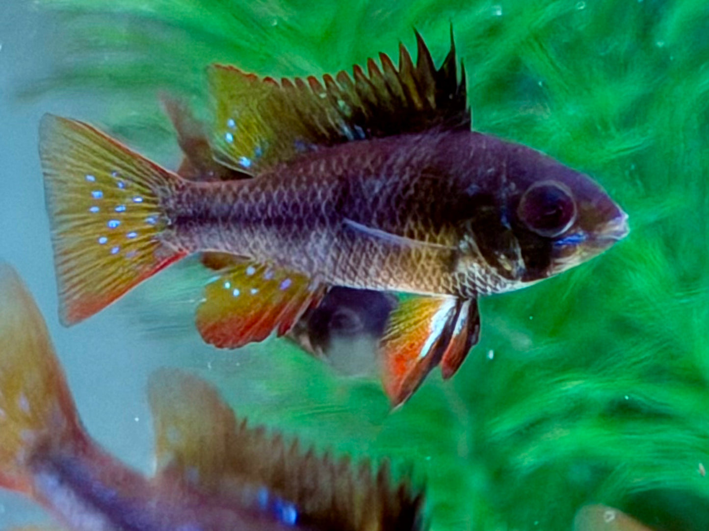 Schmetterlingsbuntbarsch Black Devil Microgeophagus ramirezi