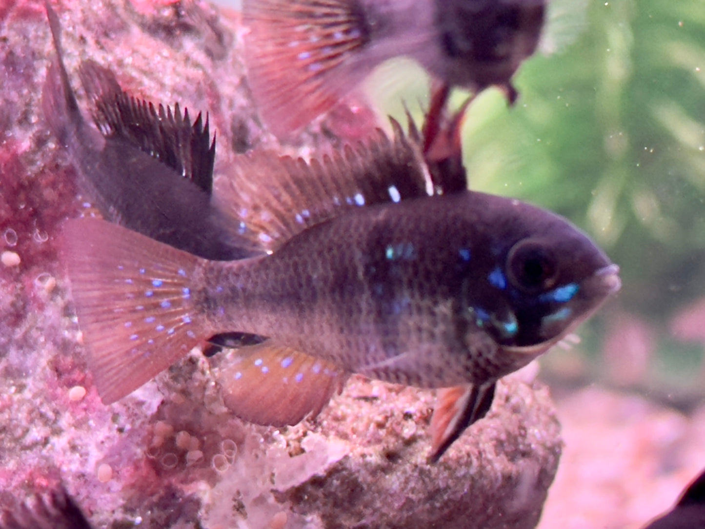 Schmetterlingsbuntbarsch Black Devil Microgeophagus ramirezi