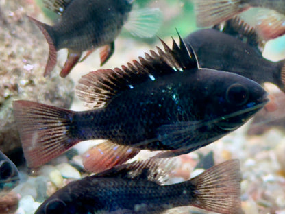 Schmetterlingsbuntbarsch Black Devil Microgeophagus ramirezi