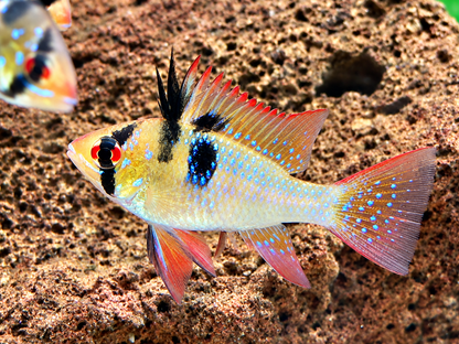 Schmetterlingsbuntbarsch Microgeophagus ramirezi L