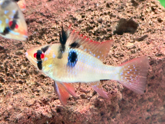 Schmetterlingsbuntbarsch Microgeophagus ramirezi