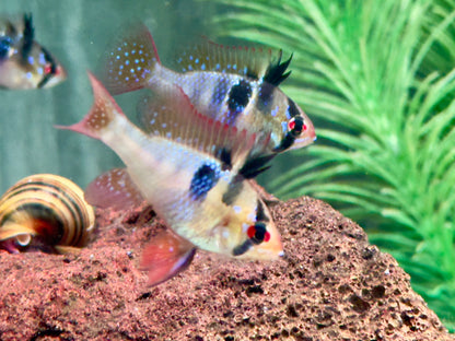 Schmetterlingsbuntbarsch Microgeophagus ramirezi