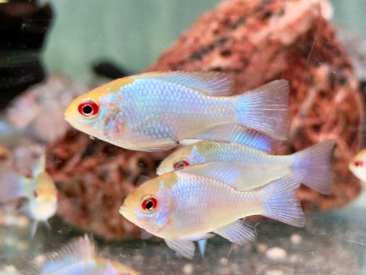 Schmetterlingsbuntbarsch electric blue Mikrogeophagus ramirezi