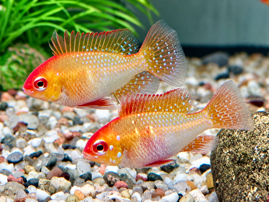 Schmetterlingsbuntbarsch gold Mikrogeophagus ramirezi L