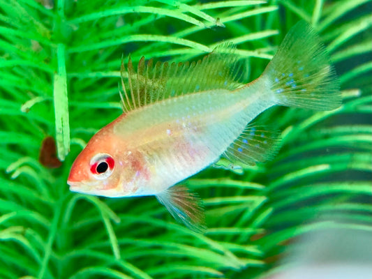 Schmetterlingsbuntbarsch gold Mikrogeophagus ramirezi