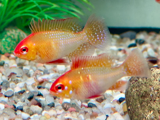 Schmetterlingsbuntbarsch gold Mikrogeophagus ramirezi L-XL