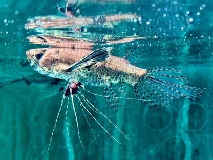 Schmetterlingsfisch Pantodon buchholzi