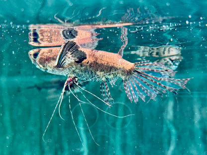 Schmetterlingsfisch Pantodon buchholzi