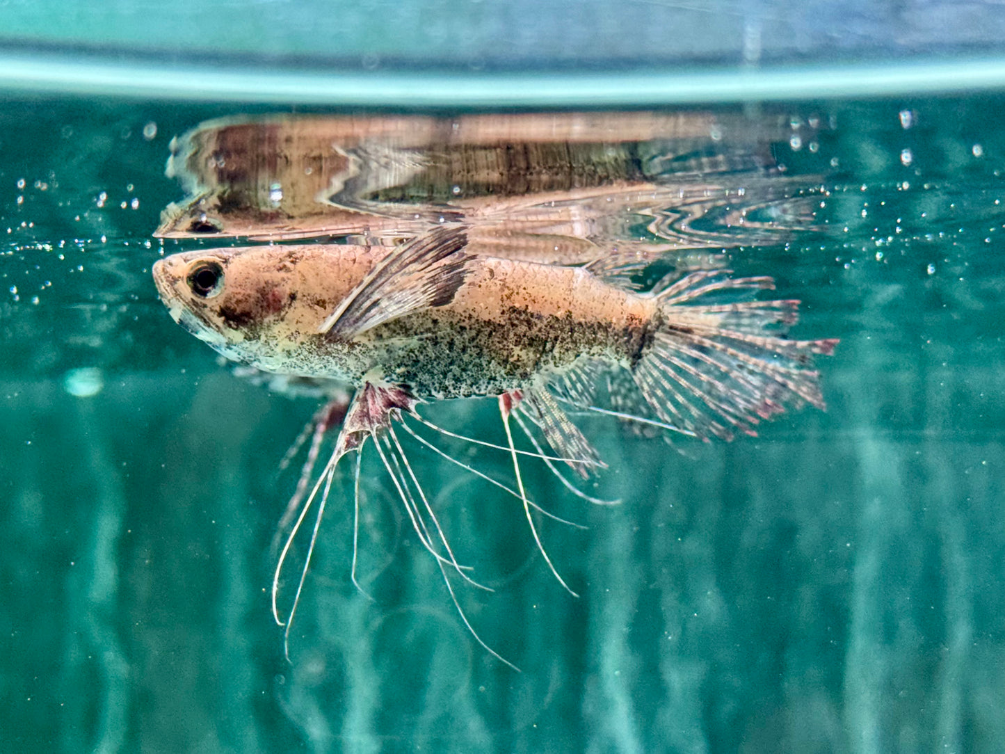 Schmetterlingsfisch Pantodon buchholzi