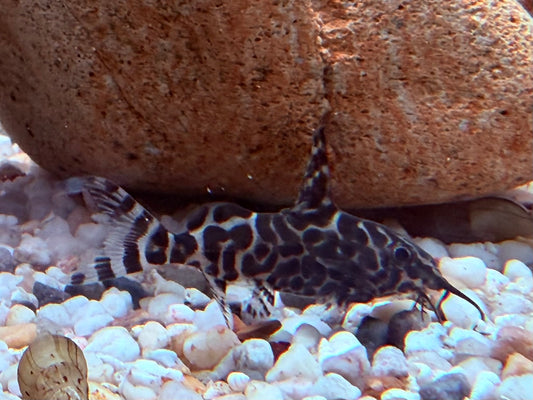 Schmuckflossen Fiederbartwels Synodontis eupterus 4-5 cm