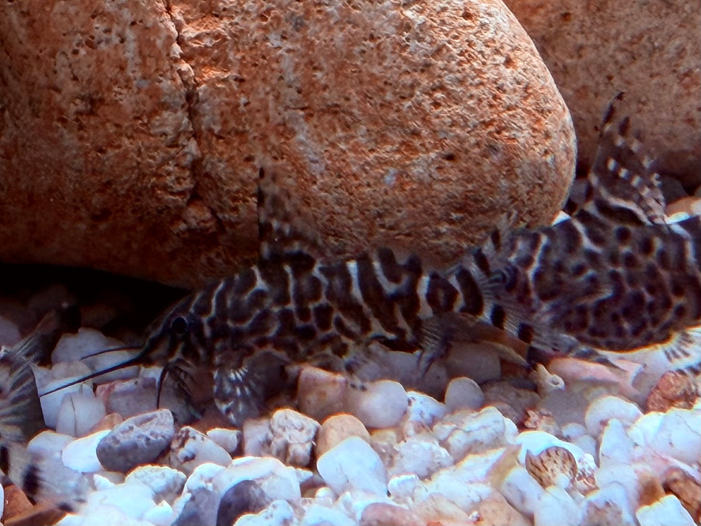 Schmuckflossen Fiederbartwels Synodontis eupterus 4-5 cm