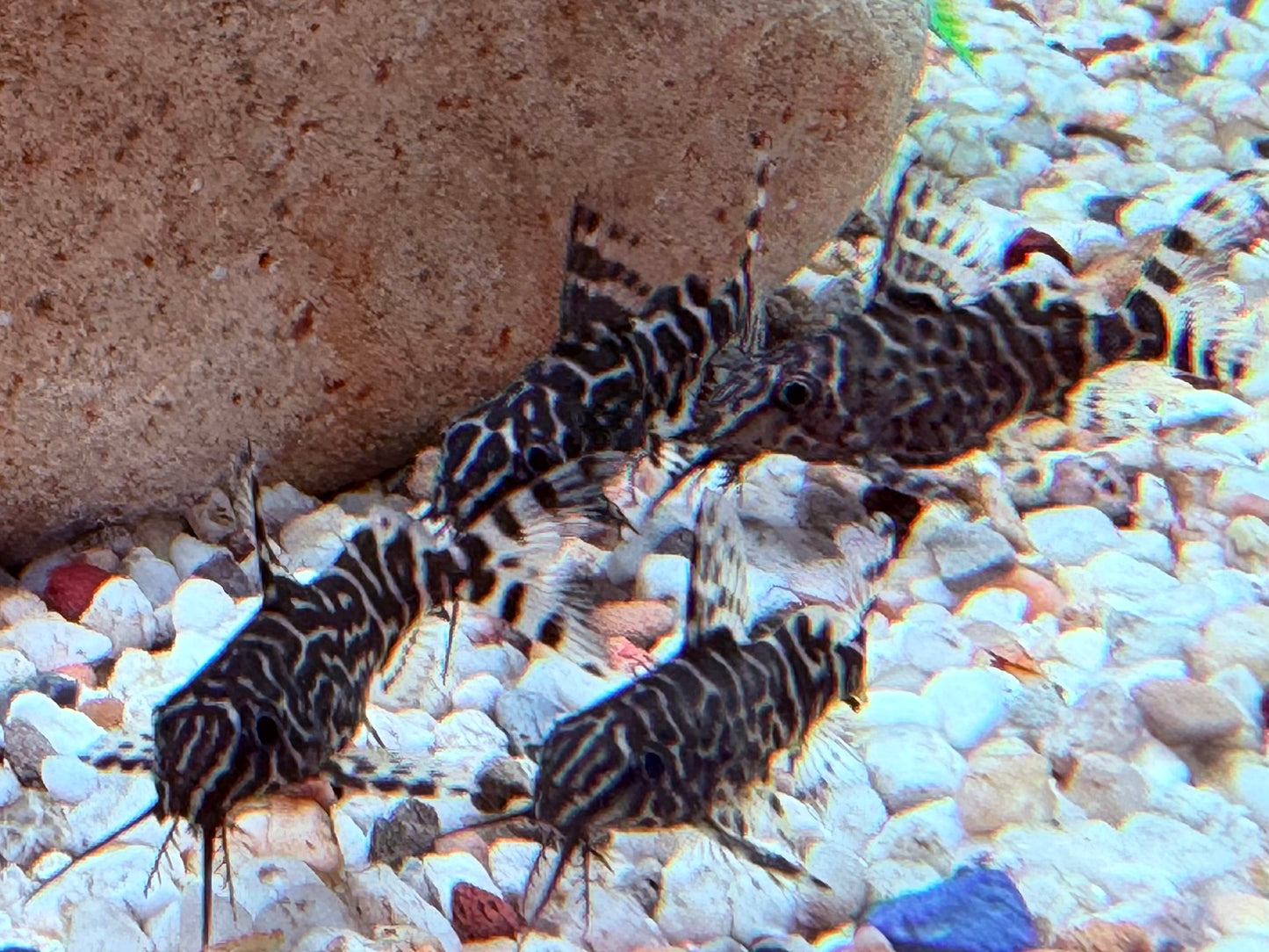 Schmuckflossen Fiederbartwels Synodontis eupterus 4-5 cm