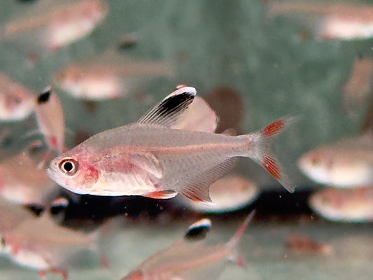 Schmucksalmler Hyphessobrycon bentosi