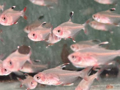Schmucksalmler Hyphessobrycon bentosi