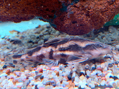 Schneckendornwels Megalodoras irwini / uranoscopus 10 cm