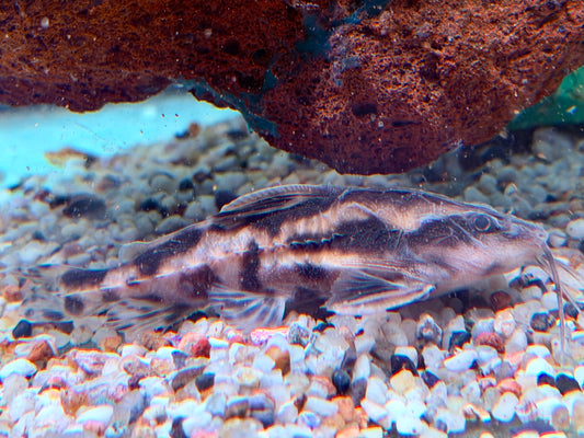 Schneckendornwels Megalodoras irwini / uranoscopus 10 cm