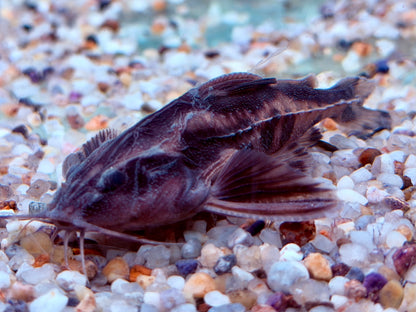 Schneckendornwels Megalodoras irwini / uranoscopus 10 cm