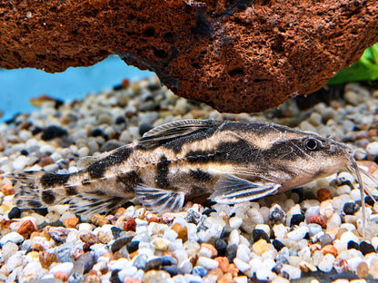 Schneckendornwels Megalodoras irwini / uranoscopus 10 cm