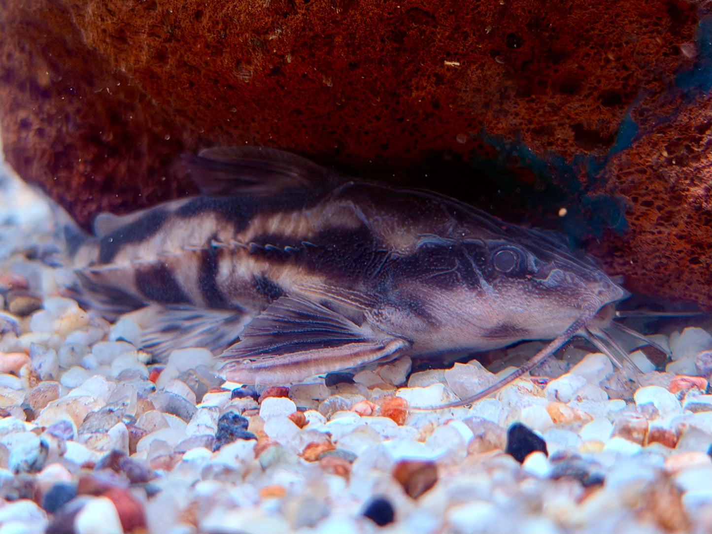 Schneckendornwels Megalodoras irwini / uranoscopus 10 cm