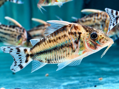 Schöner Hochflossen Panzerwels Brochis l Corydoras pulcher XL