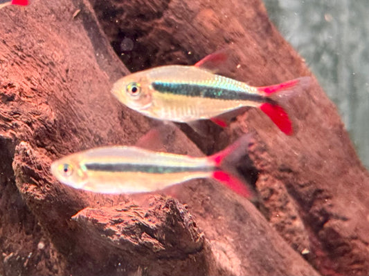 Schrägschwimmer Red tail Rio Teles Pires Thayeria sp.
