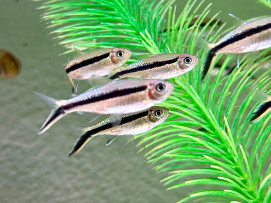 Schrägschwimmer Thayeria boehlkei