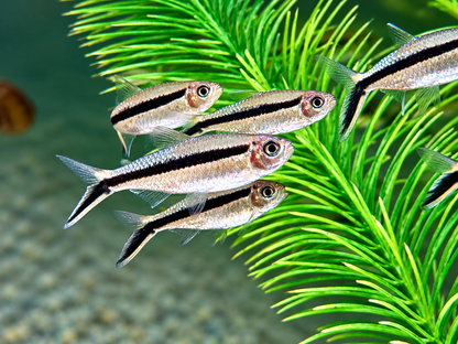 Schrägschwimmer Thayeria boehlkei