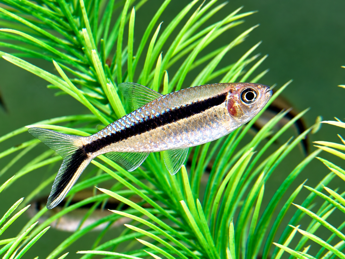 Schrägschwimmer Thayeria boehlkei