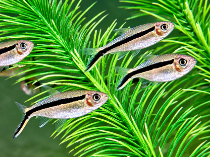 Schrägschwimmer Thayeria boehlkei