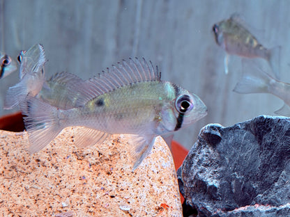 Schwanzstreifenbuntbarsch Biotodoma cupido 4-6 cm