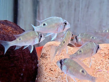 Schwanzstreifenbuntbarsch Biotodoma cupido 4-6 cm
